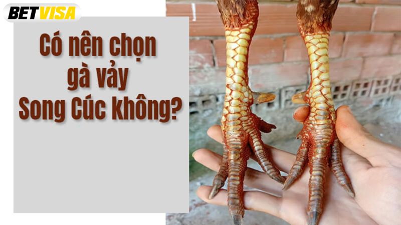 Đánh giá gà chiến có vảy dạng song cúc đá tốt hay xấu?