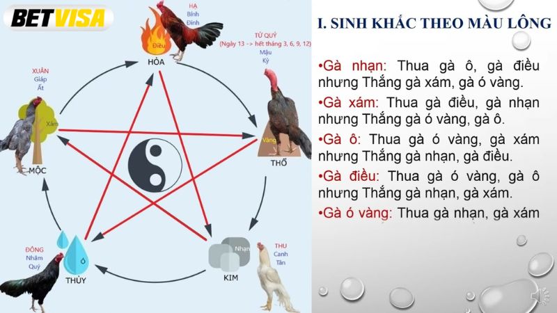 Gà đá mạng Hỏa