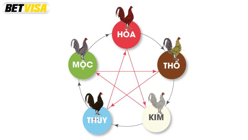 Gà đá sẽ có những màu mạng nào?