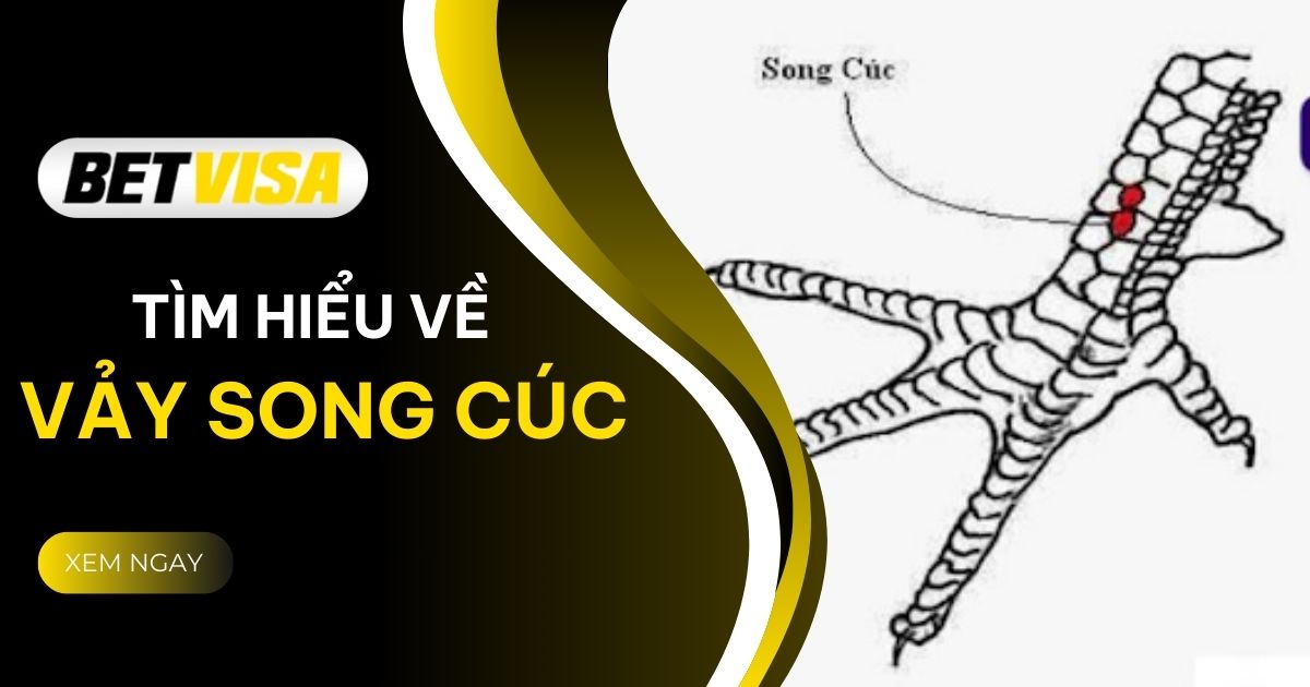 Vảy song cúc